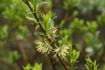 tea-leaf willow