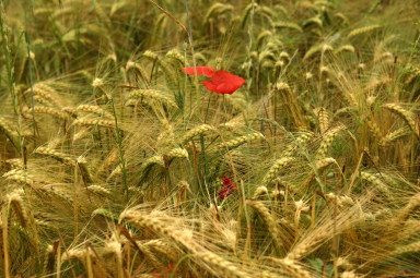Poppies amongst the wheat