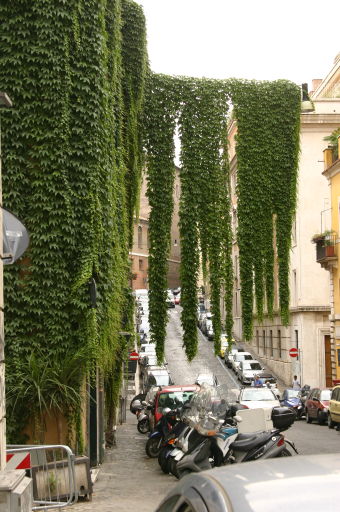 Boston Ivy covering walls and hanging from a wire