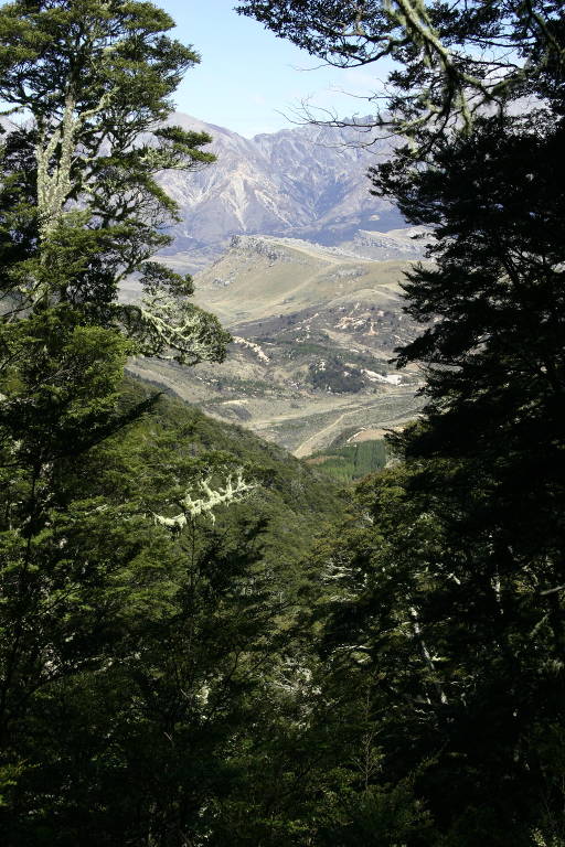 view through forest to valley beyond