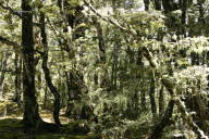 lichen-hung trees