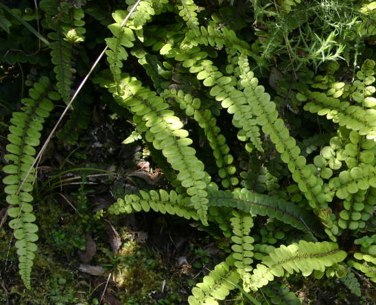 small-leaved fern