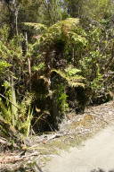 tree ferns and other plants along a path