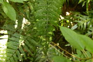 mother fern giving birth to babies