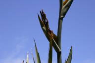 New Zealand flax in flower