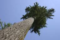 Douglas-fir looking upwards