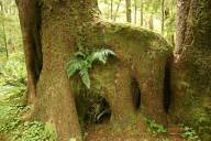 Bizarre tree trunk