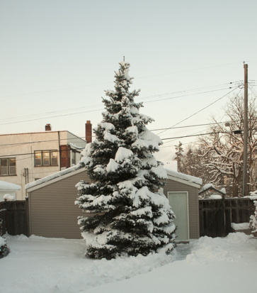 The spruces stands in our back yard, in front of the garage