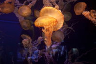 Lovely sea-jellies III
