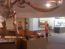 Madison and the Mammoth, I