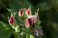 Rose buds, II