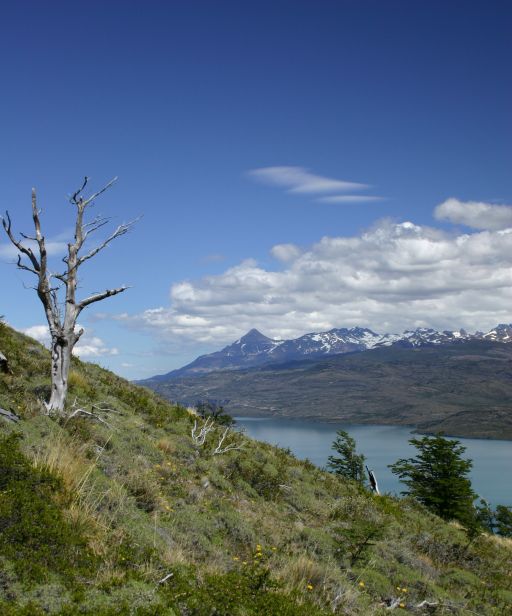 Patagonian scene