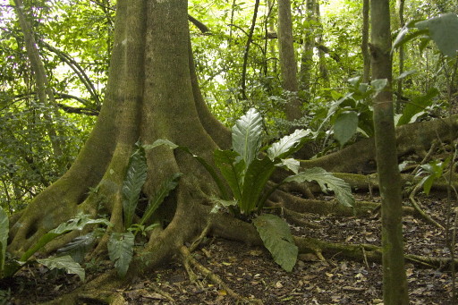Costa Rican vegetation