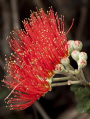 nice shot of a lehua blossom