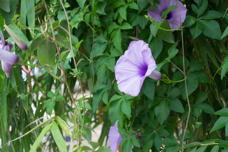 pretty violet flower, surely a morning glory