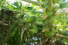 unripe papayas