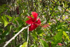 pretty red flower, maybe hibiscus
