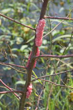 Pink egg masses on a stem