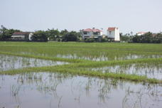 Rice paddy, with herons