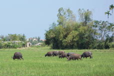 field, with buffaloes