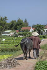 farmer walking away from us, his arm draped over his water buffalo