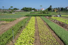 long narrow plots of small vegetables or herbs