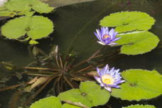purple water lilies