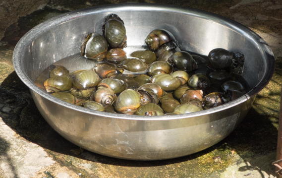 stainless bowl with snails