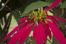 Poinsettia, but as a small tree rather than the way we are familiar with