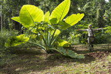 Barb spreads her arms wide beside a gigantic-leaved plant