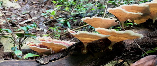 mushrooms on a fallen tree