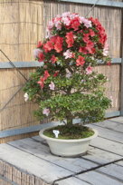 bonsai azalea, I