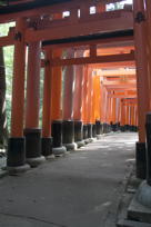 Tunnel of torii, IV