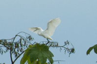Egret spreading its wings