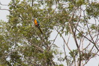 another macaw, but in a leafy tree
