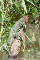 Caiman Lizard on sunken trunk