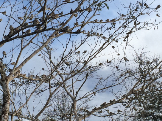 tree full of little birds