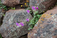 purple flowers, and a few yellow, among the rocks