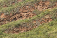 clayey-looking cliff, with holes dug in