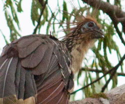 hoatzin, up close