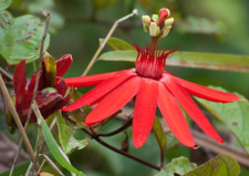 brilliantly red flower