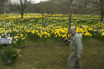 MTK amongst the daffodils