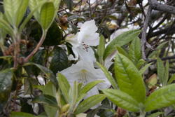 deciduous Rhododendron