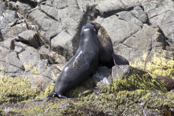 two seals