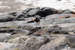 yet another oystercatcher