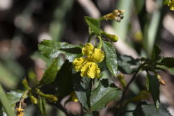 Little yellow flower amid green leaves