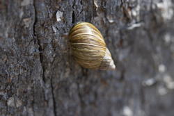 Land snail on tree trunk