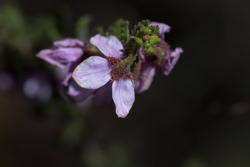 pretty little purple flowers