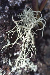 pretty lichen