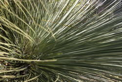 picture taken in the midst of grass tree “leaves”